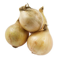 Yellow Onion